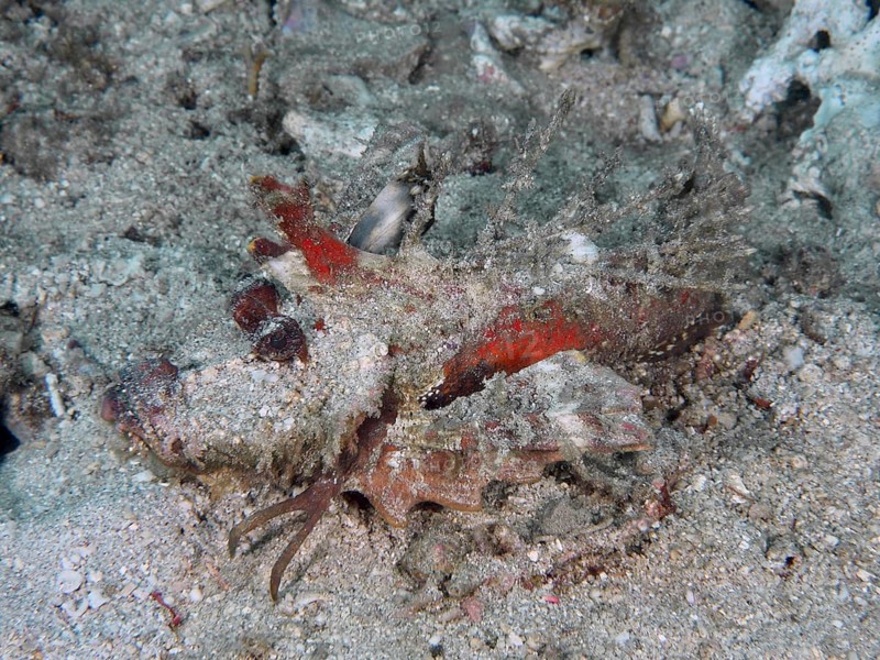 Well camouflaged fish, Spiny Devilfish (Inimicus didactylus), hiding under the sand in the ocean, dive site Pidada, Penyapangan, Bali, Indonesia, Asia