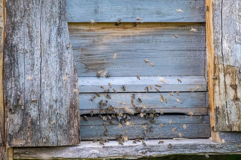 Bees swarming from an old wooden house that serves as a beehive, North Rhine-Westphalia, Germany, Europe