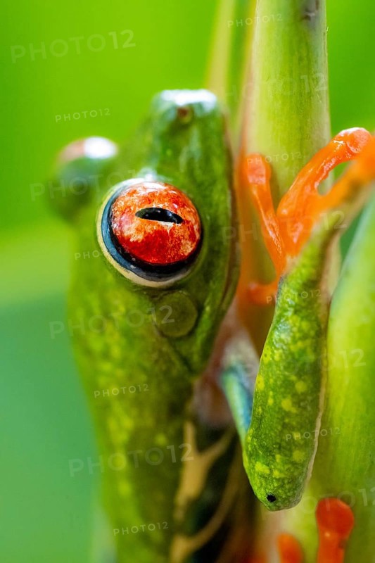 Red-eyed tree frog (Agalychnis callidryas), detail, sitting on a stem, Heredia province, Costa Rica, Central America