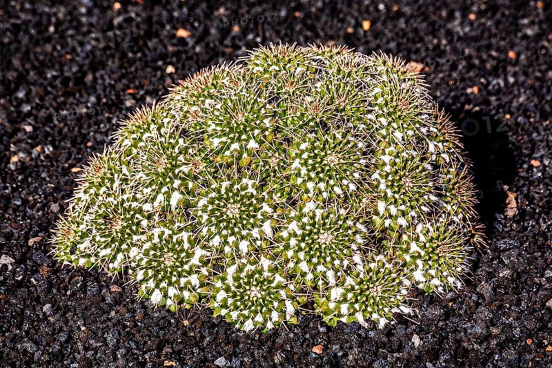 2016, Raimund Franken, Model Release:Not, Property Release: Not Guatiza, Lanzarote, Jardin de Cactus by Cesar Manrique, ESP, Spain, Canary Islands, Canary Islands, Atlantic Ocean, Lanzarote, biosphere reserve, volcano, volcanism, volcanic island, island, recording date, Europe