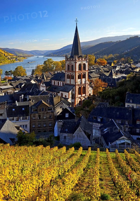 Autumn view of Bacharach on the Rhine with St. Peter's Church, UNESCO World Heritage Upper Middle Rhine Valley, Rhineland-Palatinate, Germany, Europe
