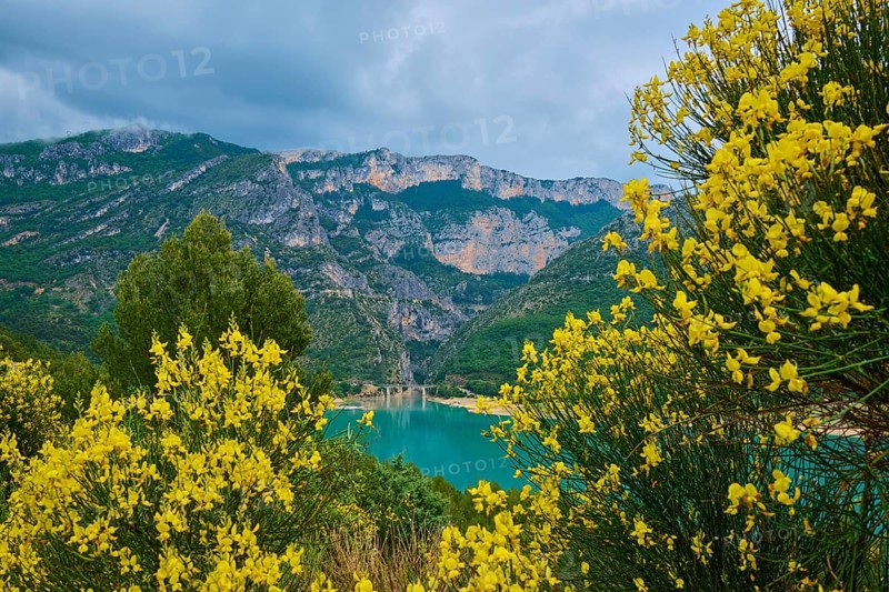 Mountain landscape with the reservoir Lac de Sainte-Croix, surrounded by flowering rushes (Spartium junceum), and trees, under a cloudy sky, summer, Lac de Sainte-Croix, Regional Natural Park Verdon, Alpes-de-Haute-Provence, France, Europe