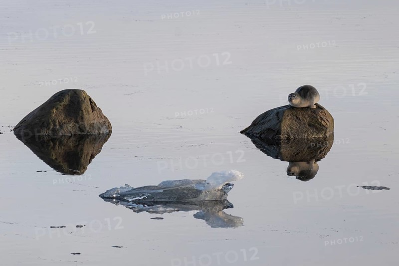 Seal on a rock in the water, reflection, Midtholmen Island, near Ny-Ålesund, Kongsfjord, Spitsbergen, Svalbard and Jan Mayen archipelago, Norway, Europe
