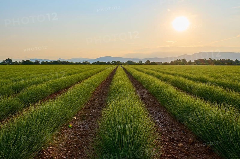 A wide lavender field (Lavandula), at sunrise, mountains in the background, summer, Valensole, Alpes-de-Haute-Provence, Provence-Alpes-Cote d'Azur, France, Europe