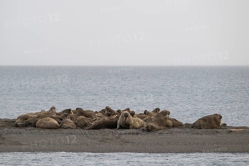 Walrus (Odobenus rosmarus), walrus, Ardneset headland, Svalbard and Jan Mayen archipelago, Norway, Europe