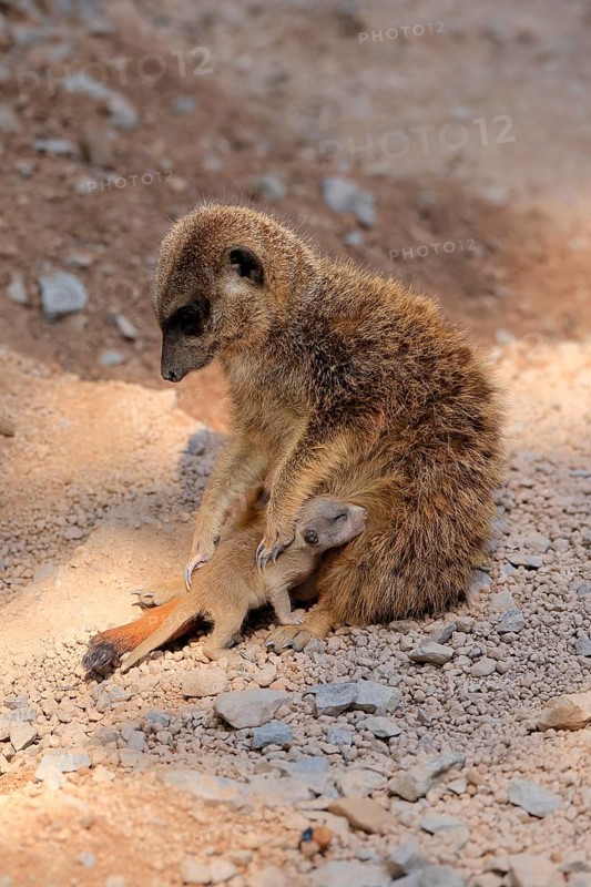 Tiger nut (Suricata suricatta), adult, juvenile, newborn, baby, female, mother with juvenile, social behaviour