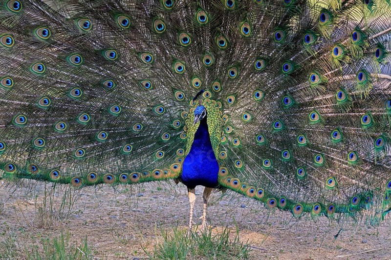 Indian peafowl (Pavo Scalloped ribbonfish), adult, male, beats wheel, courtship display, Germany, Europe