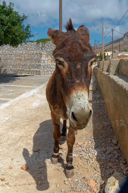 A donkey standing on a road next to a stone wall on a sunny day, Avlona, Diafani, Karpathos, Greece, Europe