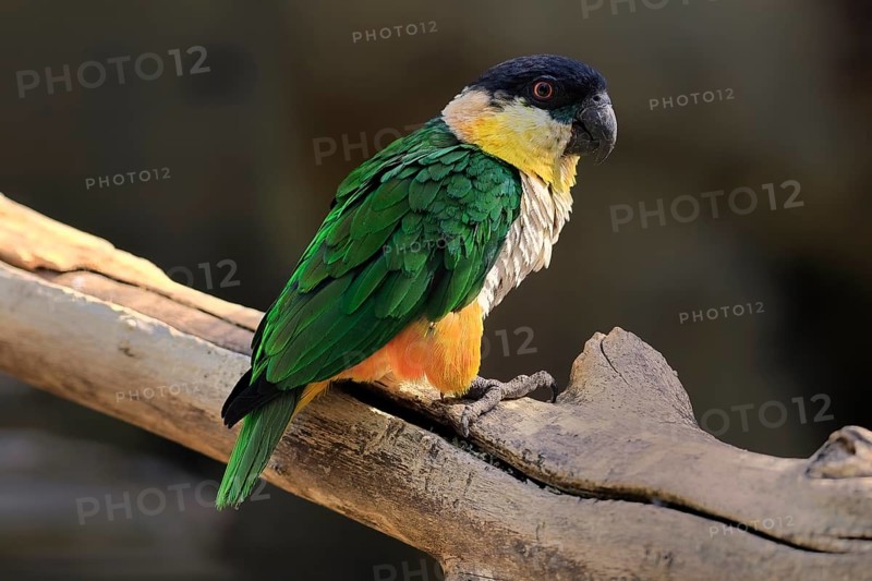 Green-winged Parrot (Pionites melanocephalus), adult, Waiting, alert, curious, Northern South America