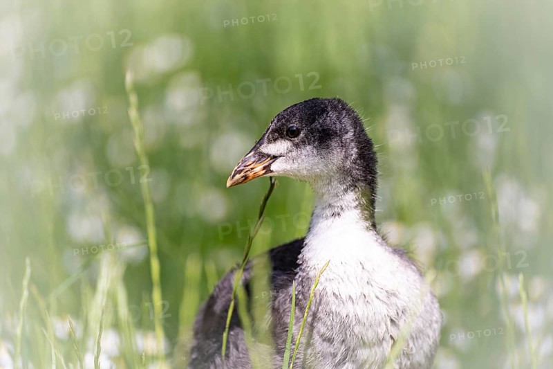 Eurasian Coot chicks (Fulica atra) standing in meadow surrounded by daisies, close-up, profile view, background green blurred grass, Dortmund, North Rhine-Westphalia, Germany, Europe