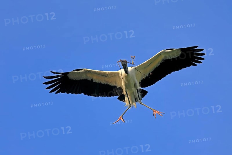 Wood stork (Mycteria americana), adult, flying, nesting material, St. Augustine, Florida, USA, North America Wood stork (Mycteria americana), North America, horizontal, stork, storks, bird, birds, endangered specie, animal, animals, zoology, ornithology, outside, outdoor, outdoors, wild, wildlife, color, colour, Nature, North America