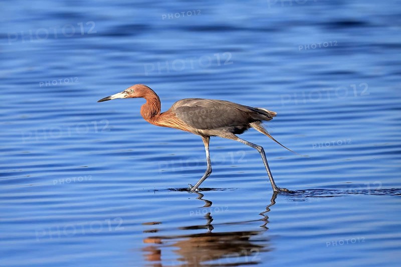 Reddish Egret (Egretta rufescens), adult, in water, foraging, hunting, alert, Merritt Island, Black Point Wildlife Drive, Florida, USA, North America
