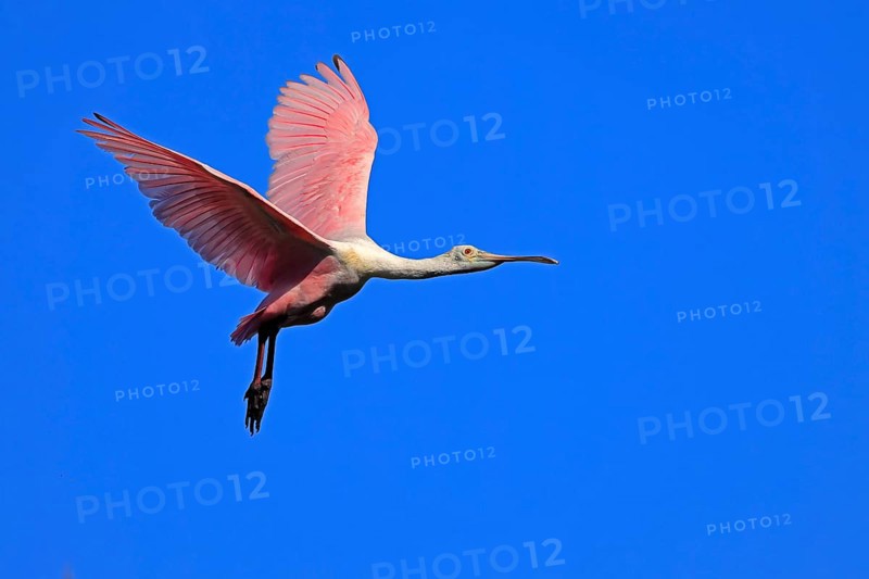 Roseate spoonbill (Platalea ajaja), adult, flying, St. Augustine, Florida, North America, USA, North America