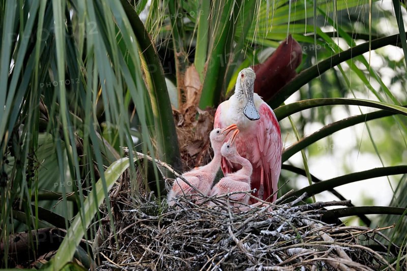 Roseate spoonbill (Platalea ajaja), adult, juvenile, chick, on nest, at breeding site, on tree, social behaviour, St. Augustine, Florida, North America, USA, North America