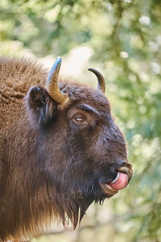 European bison (Bison bonasus) portrait in a forest in spring, Bavarian Forest, Germany, Europe