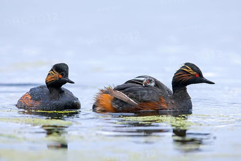 Black-necked grebe, eared grebes (Podiceps nigricollis) in breeding plumage swimming and parent carrying young, chick on its back in pond in spring