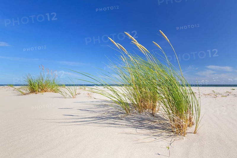 Marram grass, European beachgrass (Calamagrostis arenaria, Ammophila arenaria) in the dunes along the Baltic Sea in summer