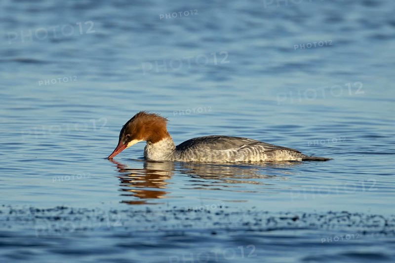 Goosander (Mergus merganser) adult female bird feeding on a lake, England, United Kingdom, Europe