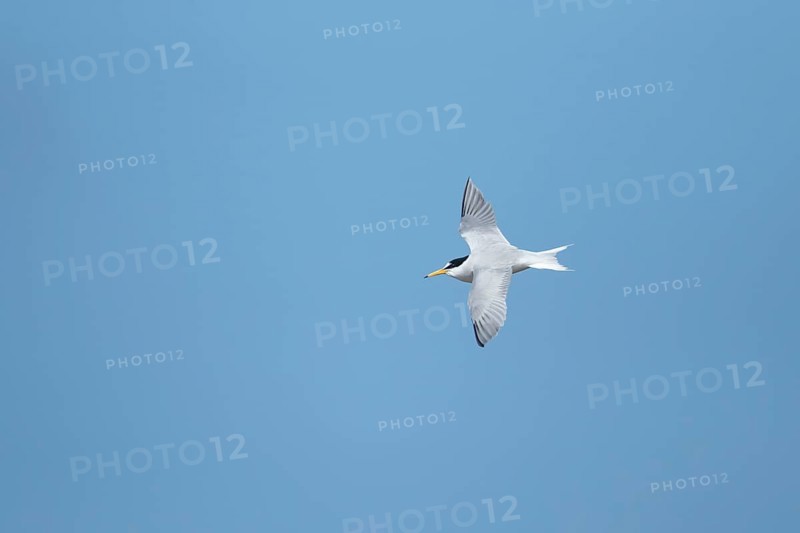 Little tern (Sternula albifrons) adult bird flying in the summer, England, United Kingdom, Europe