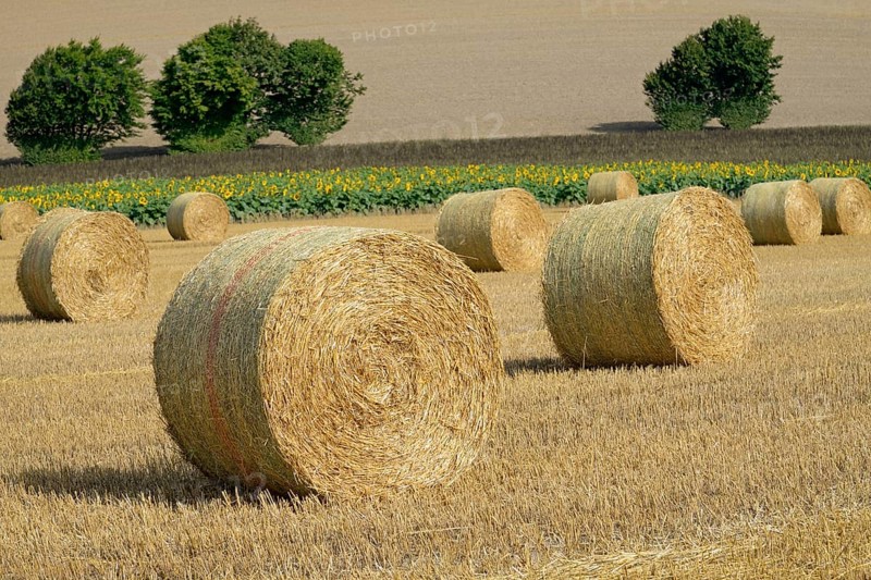 View over a stubble field with straw bales and a sunflower field, sunflower (Helianthus annuus) in bloom, North Rhine-Westphalia, Germany, Europe