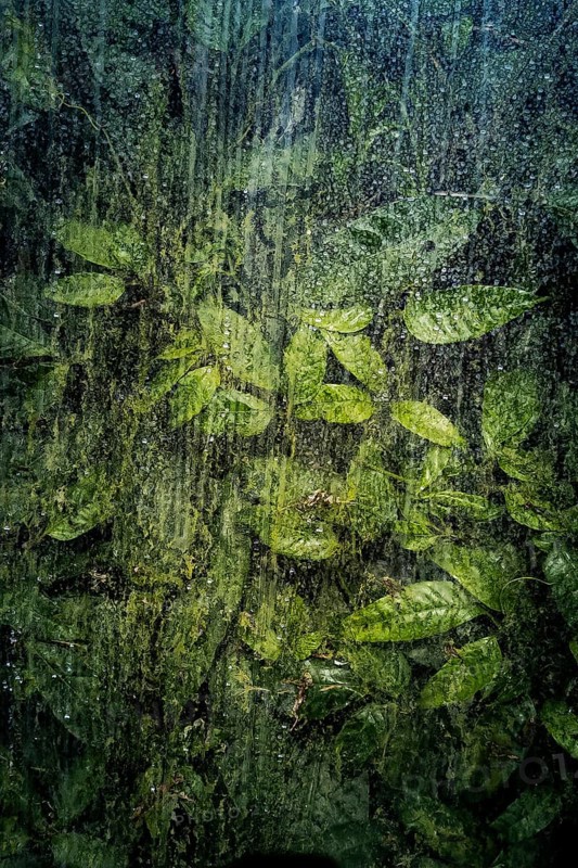 Plants and green leaves behind glass in greenhouse, structure, background, flora, art, texture, transparency, abstract, detail, green