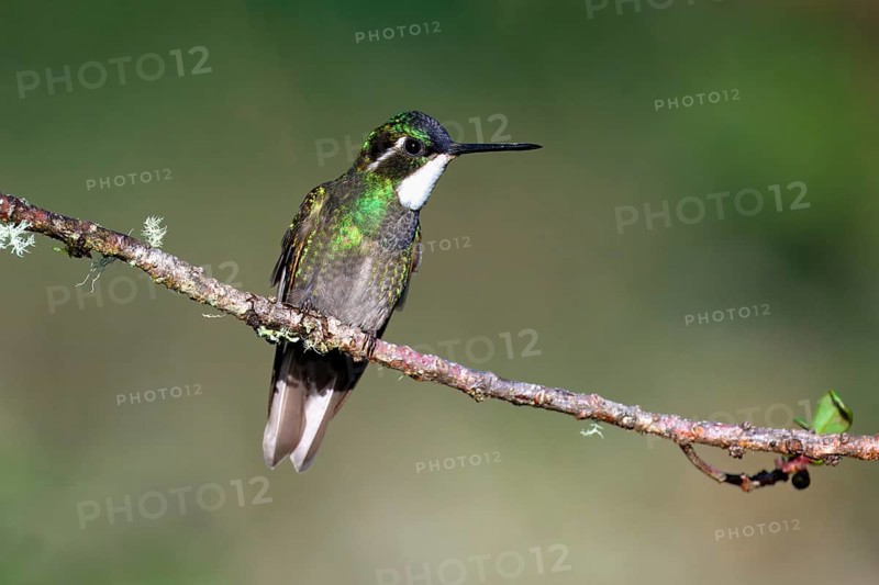 White-throated Mountain-gem (Lampornis castaneoventris) on a branch, Costa Rica, Central America