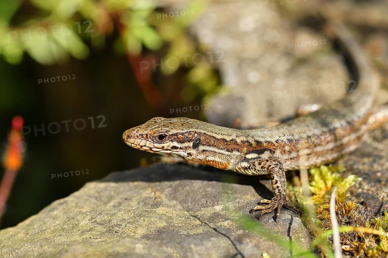 Wall lizard (Podarcis muralis), European wall lizard, in a vineyard, portrait, reptiles, animals, lizards, Cochem, Moselle, Rhineland-Palatinate, Germany, Europe