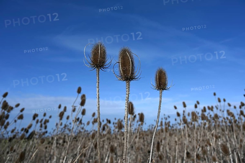 Field with Wild teasels (Dipsacus fullonum), blue sky, Bavaria, Germany, Europe