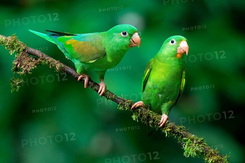 Two Orange-chinned Parakeets (Brotogeris jugularis) sitting on a branch, Costa Rica, Central America