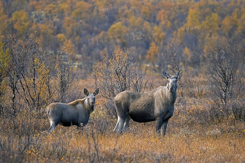 Moose, elk (Alces alces), adult female, cow with calf on the taiga in autumn, fall, Sweden, Scandinavia, Europe
