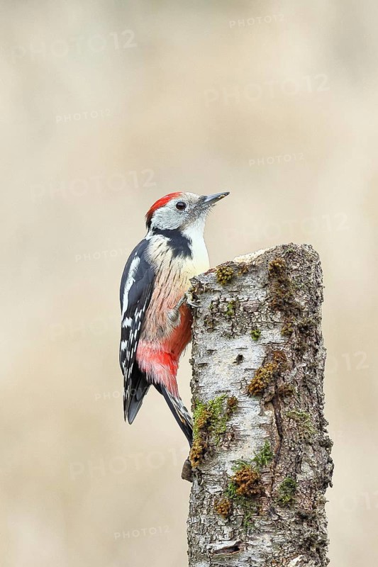 Middle spotted woodpecker (Dendrocopos medius) foraging on the trunk of a grey birch (Betula populifolia), North Rhine-Westphalia, Germany, Europe