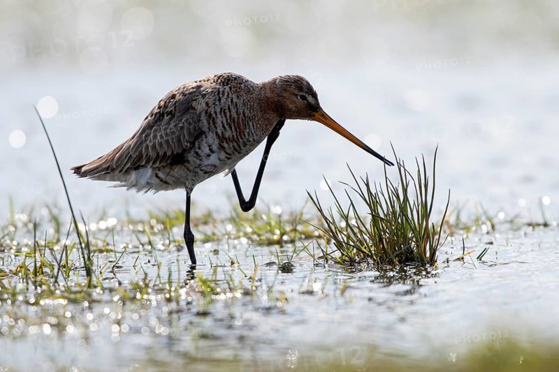 Black-tailed godwit (Limosa limosa), preening, plumage care, backlit, Ochsenmoor, Dümmer, Lemförde, Lower Saxony, Germany, Europe