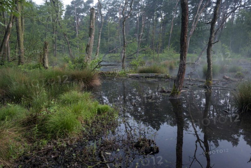 Landslide area, edge area in the forest, bank, at sunrise, Bottrop, Ruhr area, North Rhine-Westphalia, Germany, Europe