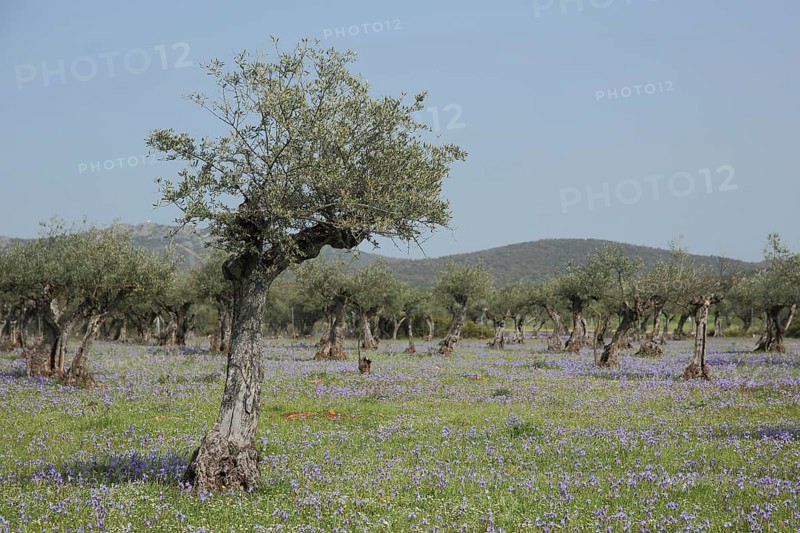 Plantation with olive tree (Olea europaea) with flower meadow of noonday iris (Gynandriris sisyrinchium), grove, cultivation, horticulture, trees, landscape, Dehesa, Sierra de Fuentes, Caceres, Extremadura, Spain, Europe