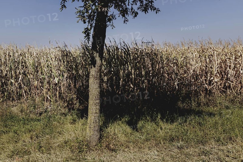 Dried corn, photographed in Bad Dürrenberg, 28/08/2024