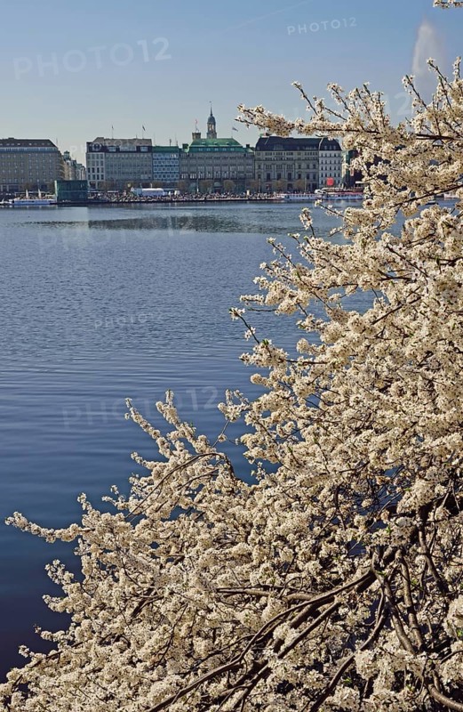 Hamburg, Alster, Frühling, Japanische Blütenkirsche