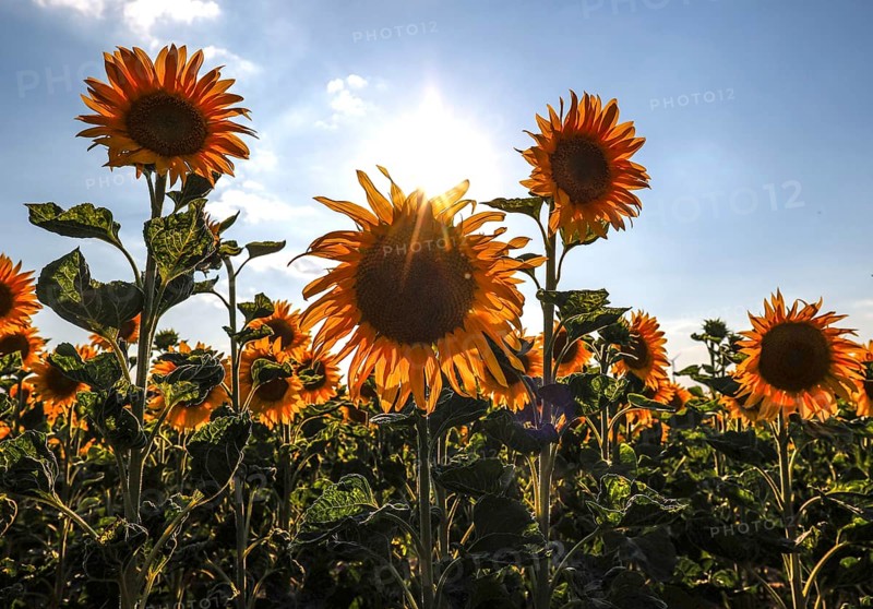 Sunflowers in a field, Mallnow