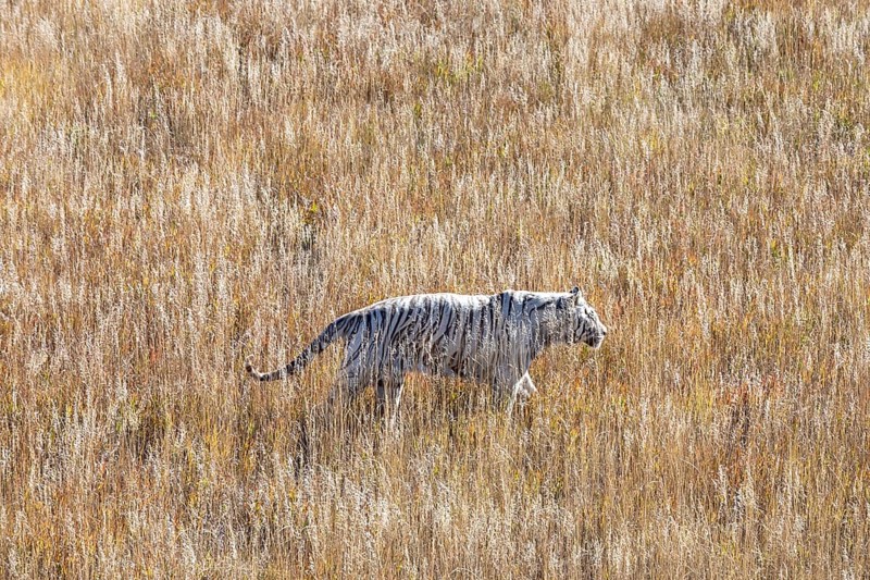 Keenesburg, Colorado, A white tiger at the Wild Animal Sanctuary, a nonprofit that rescues animals that have been abused or held illegally. An elevated walkway allows visitors to explore view some of the lions, tigers, bears, wolves, and other large carnivores