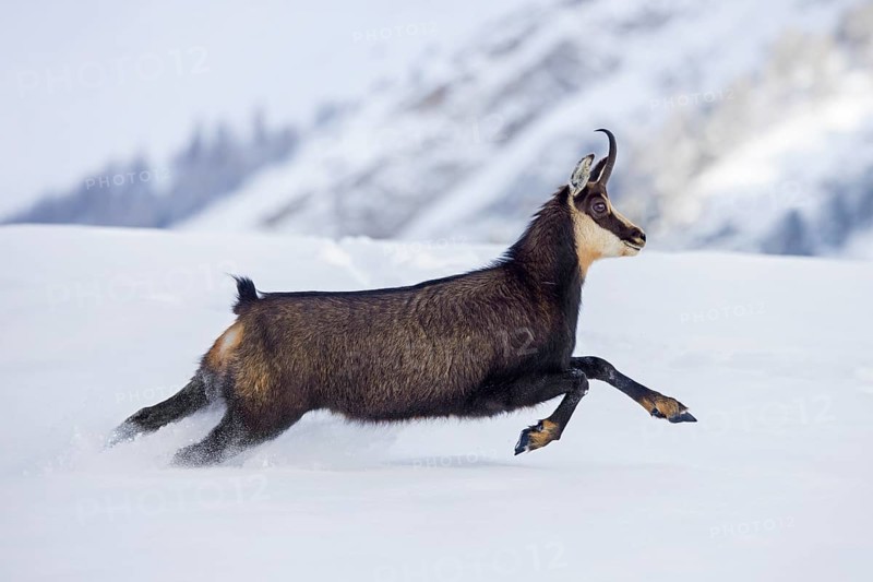 Alpine chamois (Rupicapra rupicapra) female in dark winter coat running down snow covered mountain slope in the European Alps