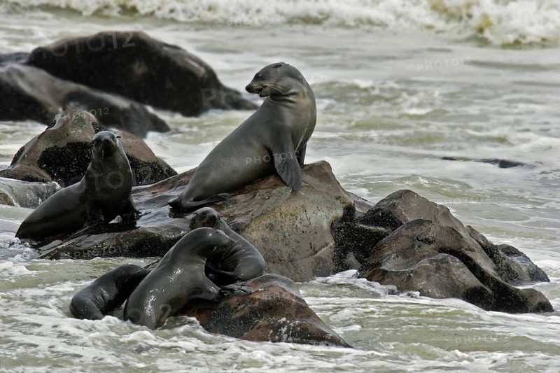 Brown fur seal (Arctocephalus pusillus pusillus) on rocks in Cape fur seal colony, Cape Cross, Namibia, South Africa, Africa