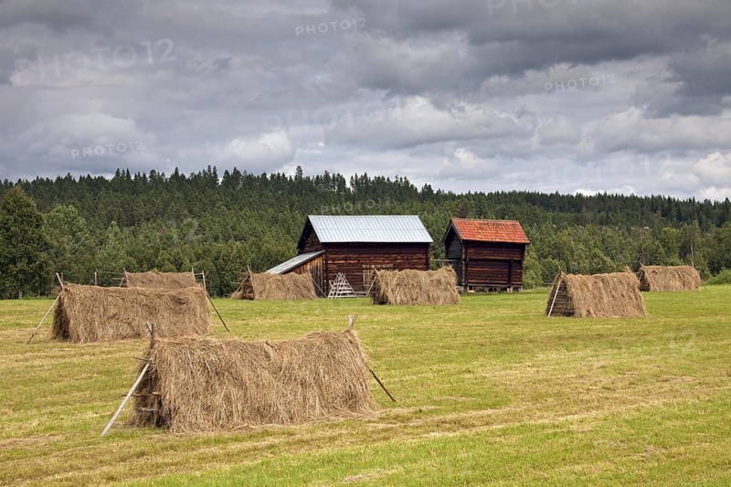 Hayricks with cut grass on hayfield and wooden barns at Jämtland, Sweden, Scandinavia, Europe