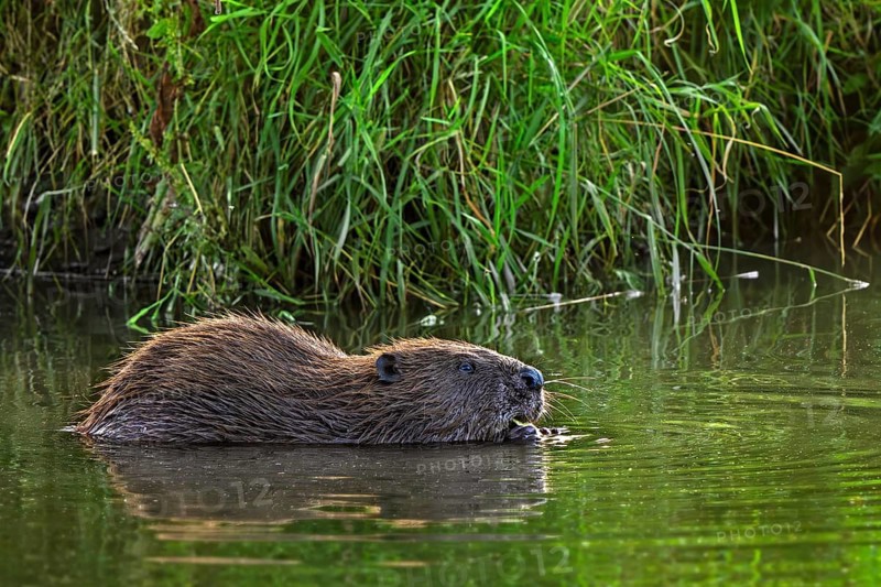 Eurasian beaver, European beaver (Castor fiber) eating water plant along reed bed, reedbed in stream in summer
