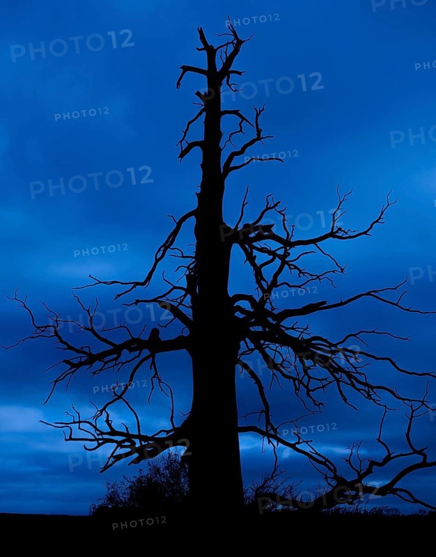 Eerie silhouette of dead sweet chestnut tree at Château d'Hougoumont, battle scarred during 1815 Battle of Waterloo at Braine-l'Alleud, Belgium, Europe