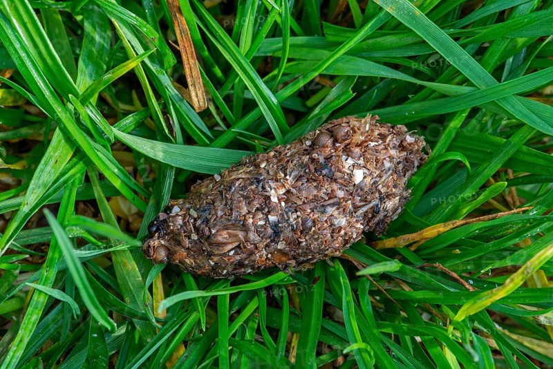 Regurgitated pellet of carrion crow (Corvus corone) close-up showing remains of insects and invertebrates in grass of meadow