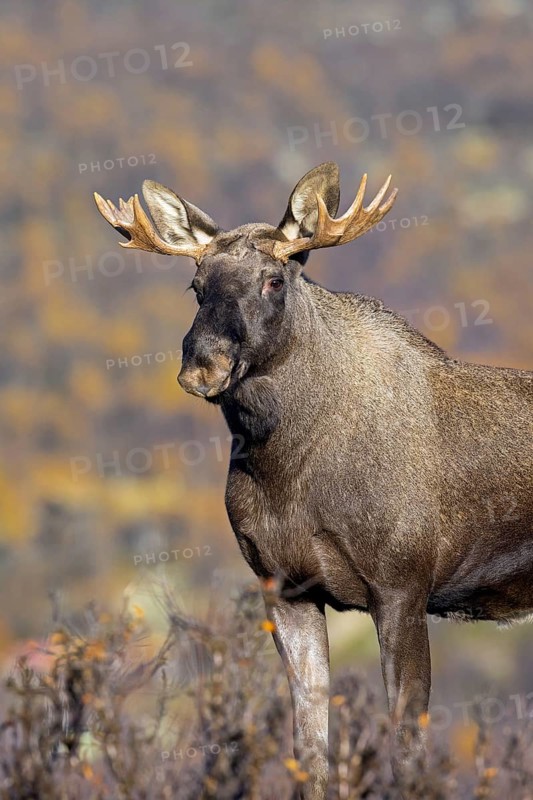 Moose, elk (Alces alces), young bull, male with small antlers foraging on the tundra in autumn, fall, Sweden, Scandinavia, Europe