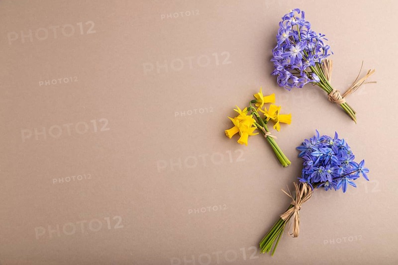 Spring snowdrop flowers bluebells, narcissus on beige pastel background. top view, flat lay, copy space, still life. Beauty, spring concept