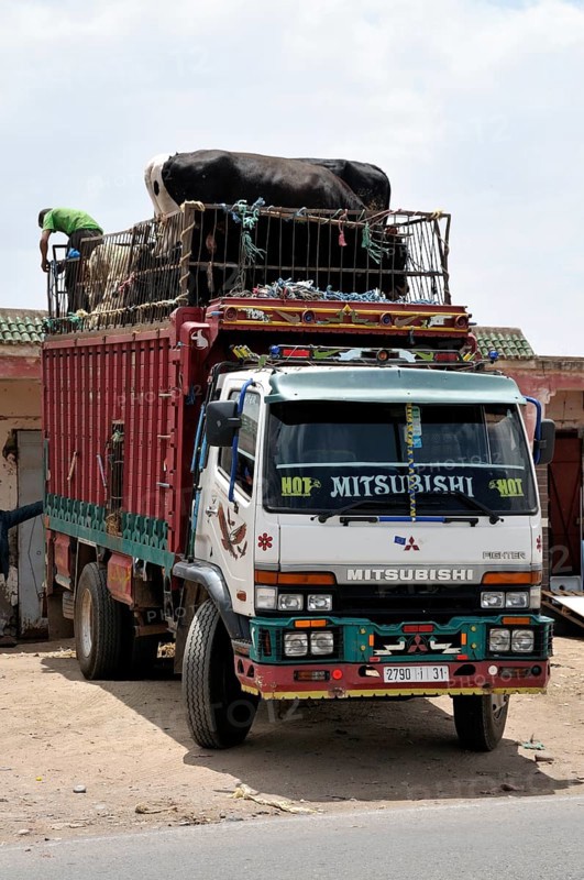 Cattle truck with cows and sheep on the roof, Morocco, Africa