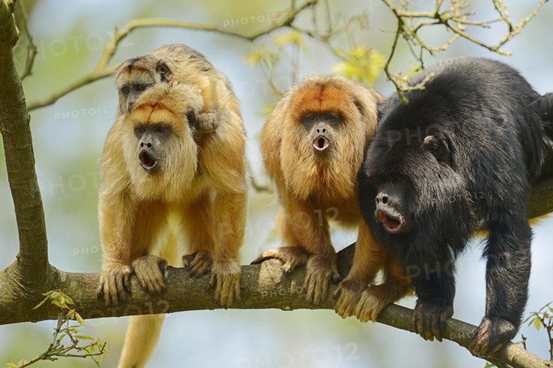 Black howler (Alouatta caraya), male and female calling with young, captive, occurring in South America