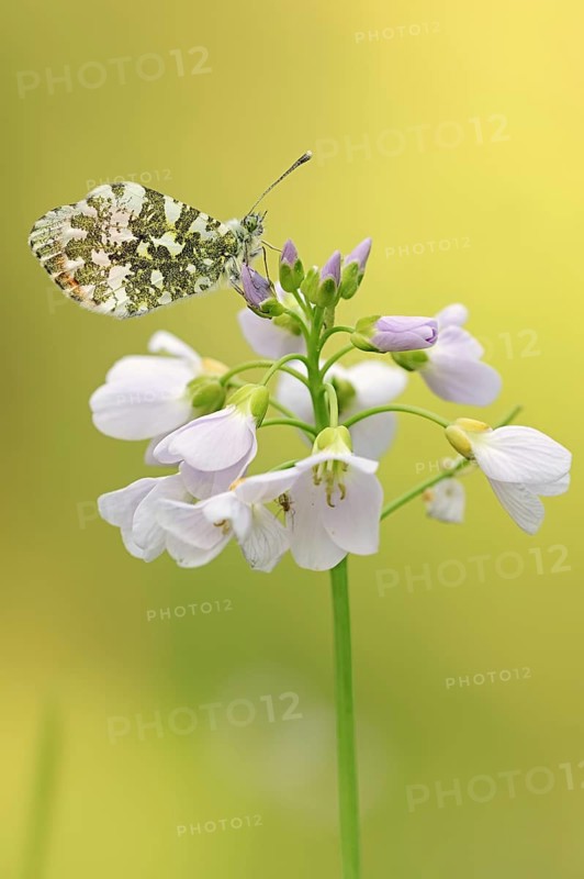 Orange tip (Anthocharis cardamines), male on inflorescence of cuckoo flower (Cardamine pratensis), North Rhine-Westphalia, Germany, Europe