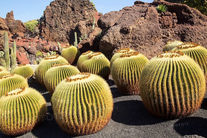 Cactus plants inside Jardin de Cactus designed by César Manrique, Guatiza, Lanzarote, Canary Islands, Spain. Cactaceae, Echinocactus grusonil, from San Luis de Potosi-Hidalgo, Mexico, Central America